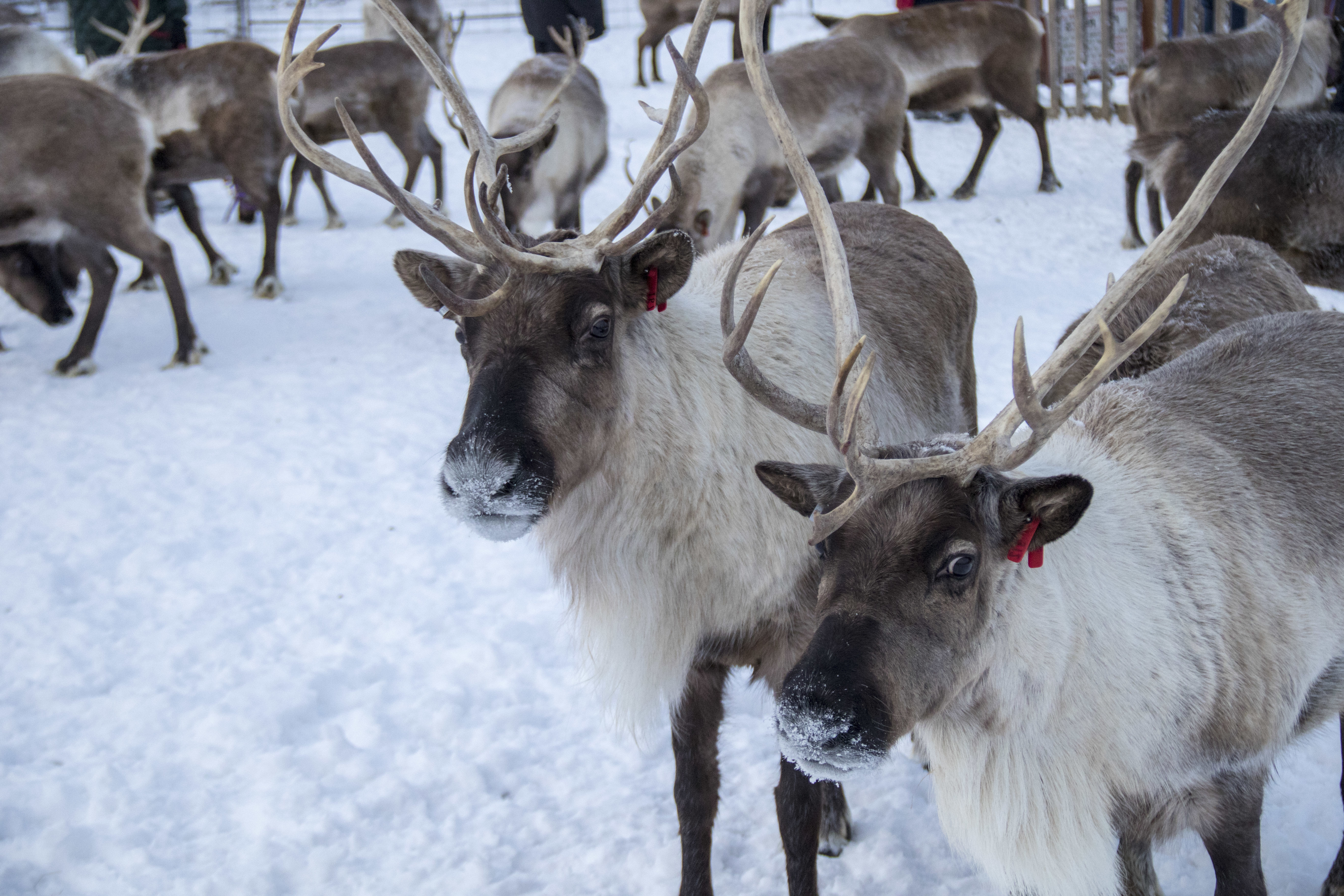 reindeer for sale usa
